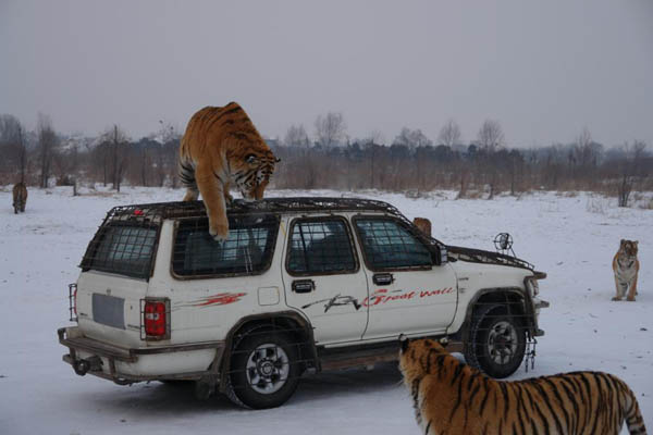 Car Trip inside the Tiger Park